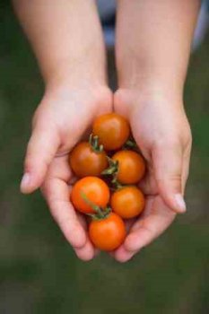 Hand holding produce2